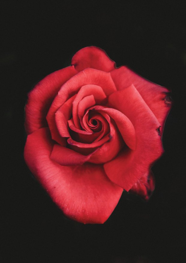 Rose