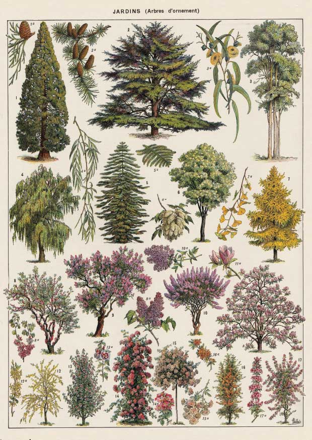 Trees