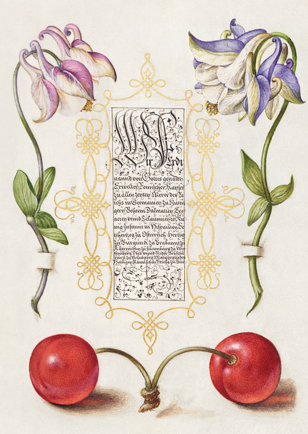 Columbines and Cherry