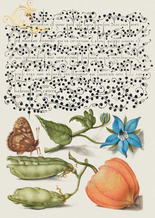 Talewort and Lantern Plant