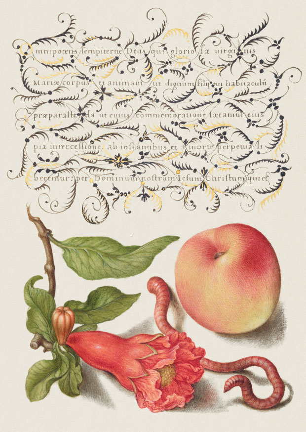 Pomegranate and Peach