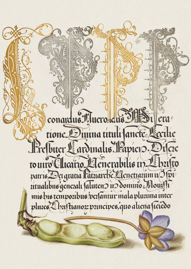 Broadbean and Liverleaf