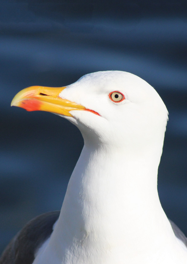 Coast - Gull