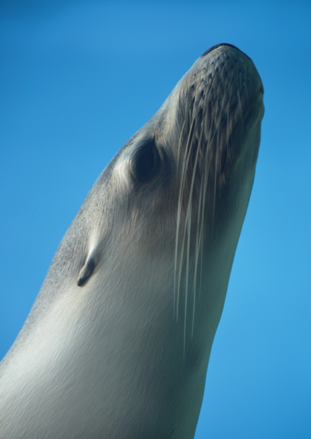 Coast - Seal