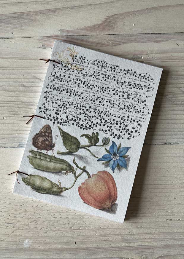 Talewort and Lantern Plant