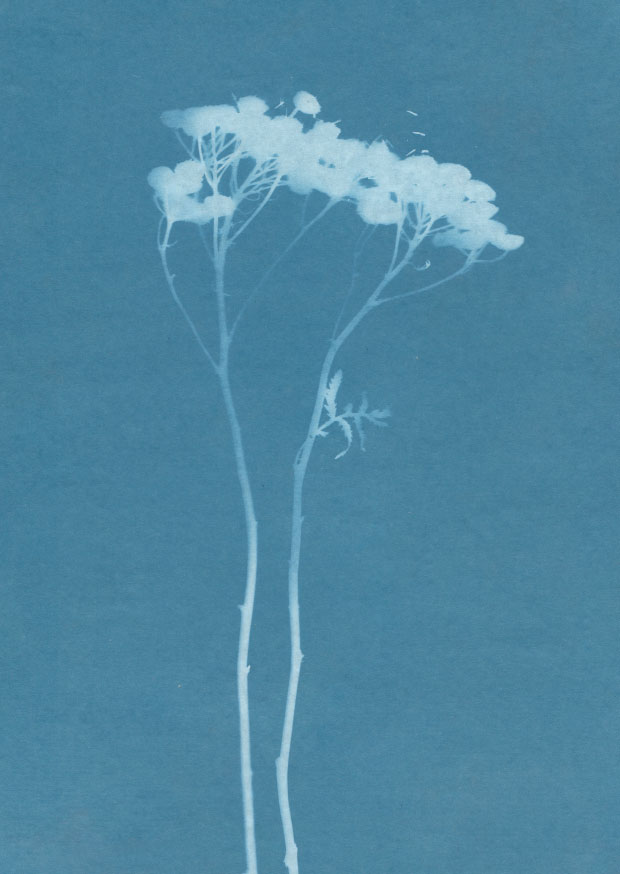 Cyanotype 1