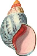 Grey-shell